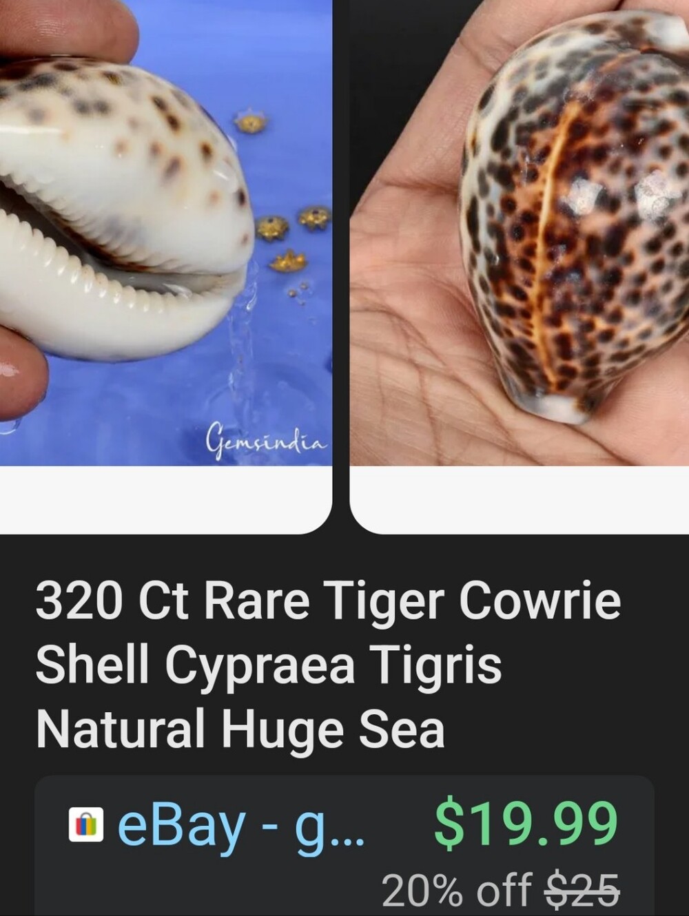 Random Shells - Picture 13 of 15